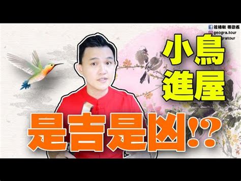 鳥飛 入 屋 風水|【鳥飛進家裡】家有喜事來了！鳥飛進家裡預示著什麼吉凶？